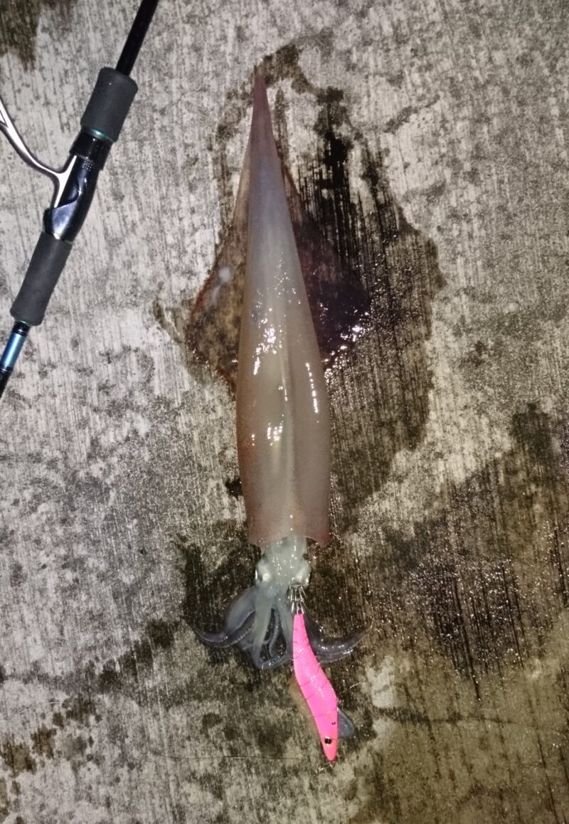 餌巻きエギでの冬のヤリイカ釣り おかず釣りたい